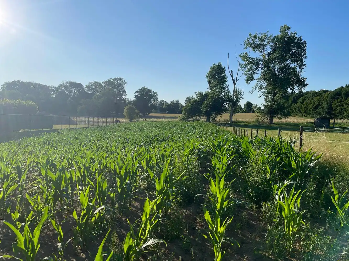 OB met zeer ruim terrein foto {{pictureIndex}}