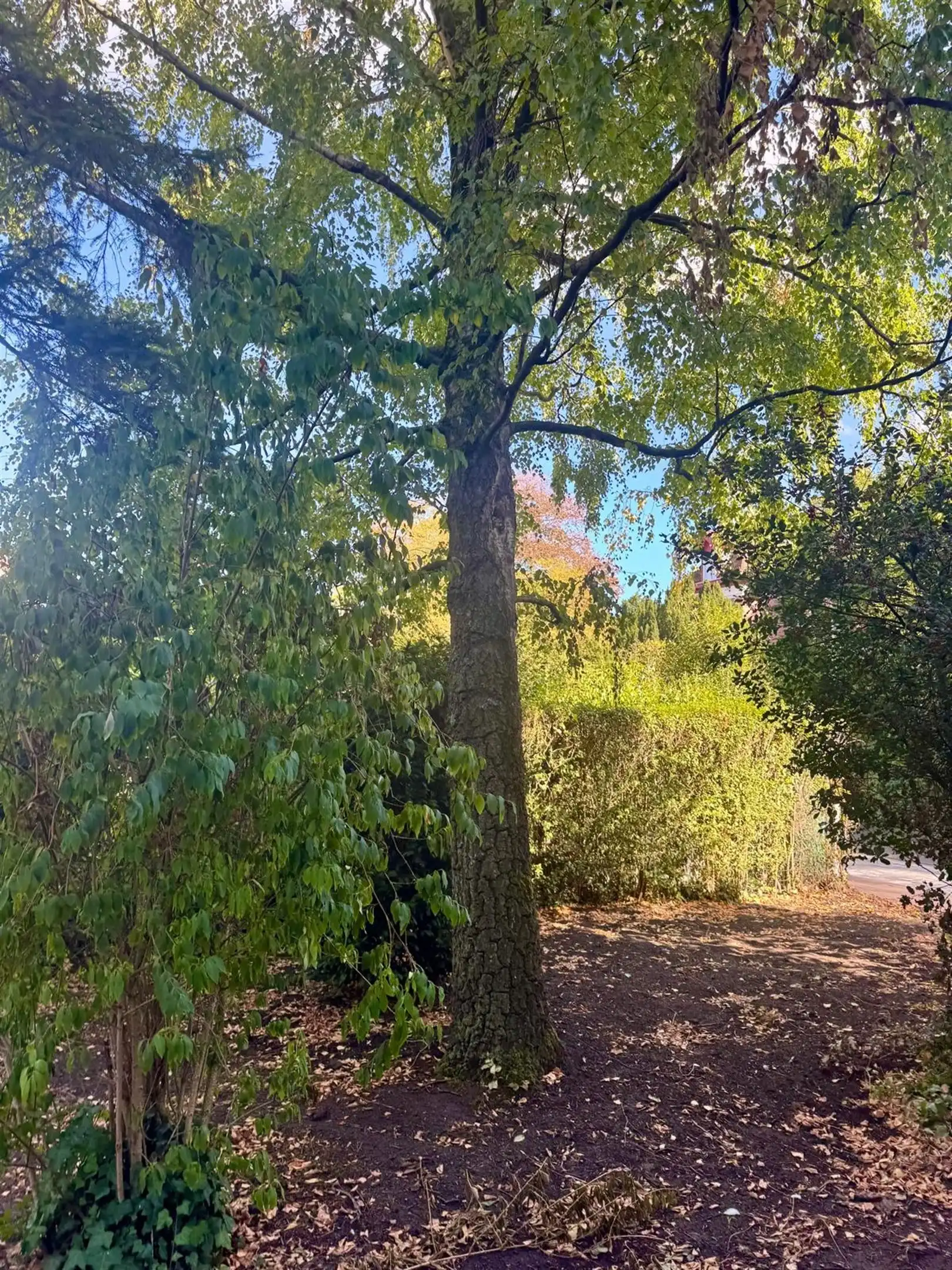 Halfopen bouwgrond in een rustige dreef foto 9