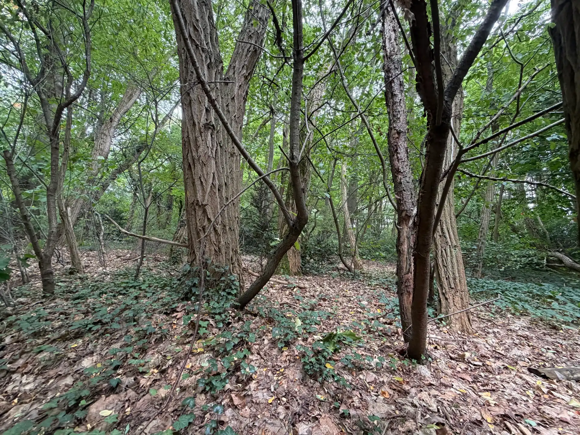 Ruime villagrond van 63a62ca te Heikant-Rotselaar foto 4