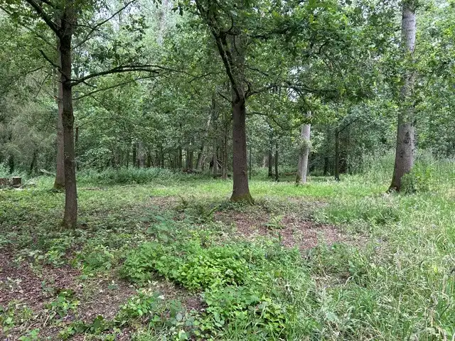 Bosgrond te koop gelegen De Potters te Herselt foto 7