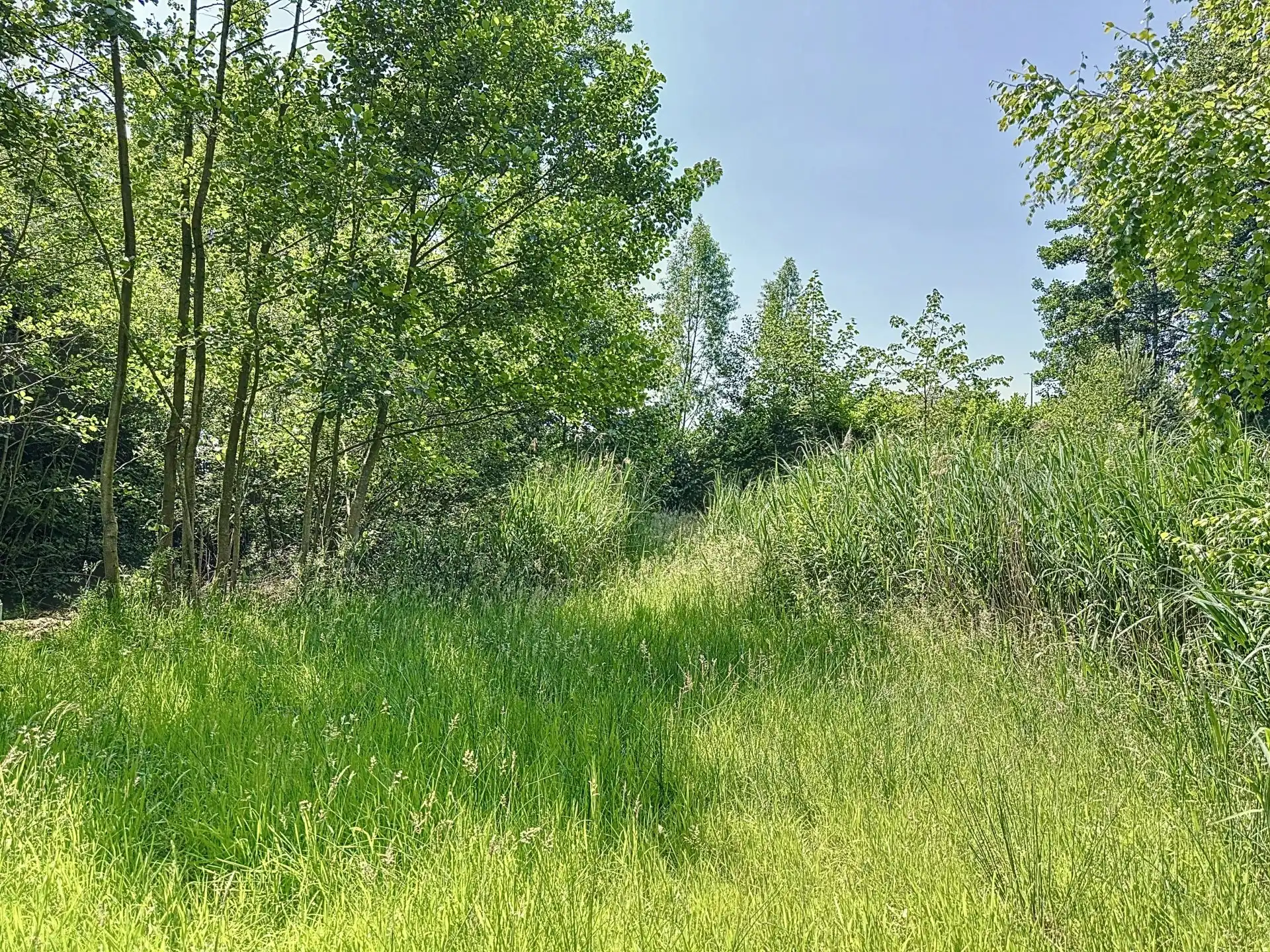 Uniek stuk recreatiegrond met vijver en bouwmogelijkheid – 2154 m². foto 12