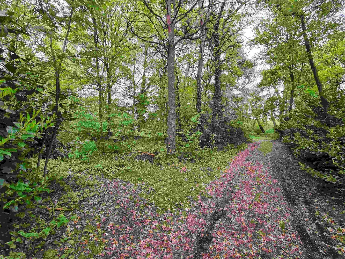Perceel bos foto 4