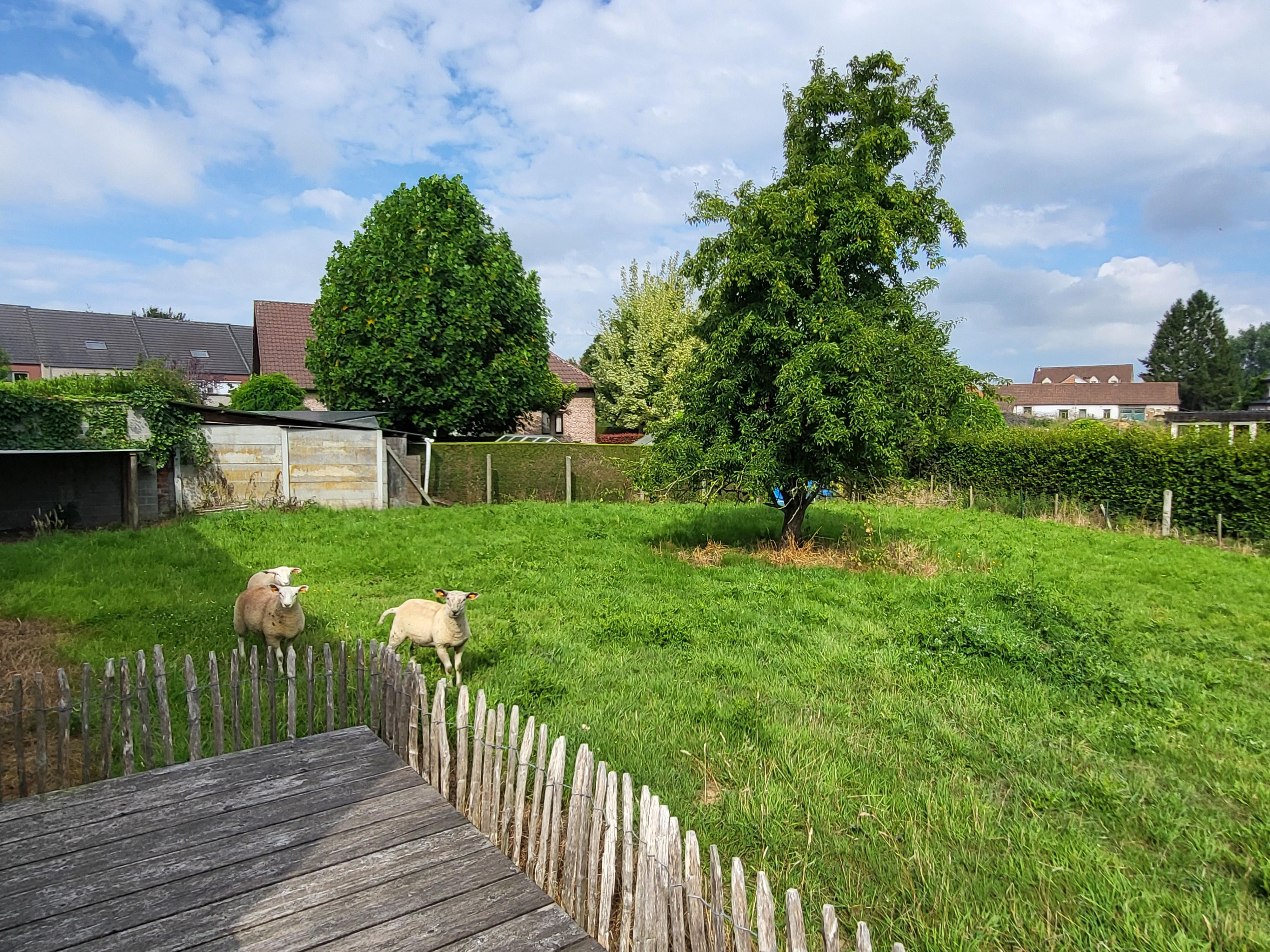 Prachtig burgerwoning/ hoeve op 1246m² met stallingen en aanpalend bouwgrond.  foto 11