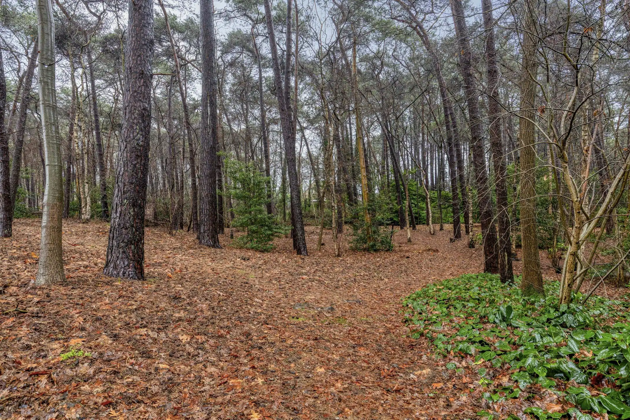 Verzorgde woning op prachtige bosgrond te koop in Wuustwezel foto 34