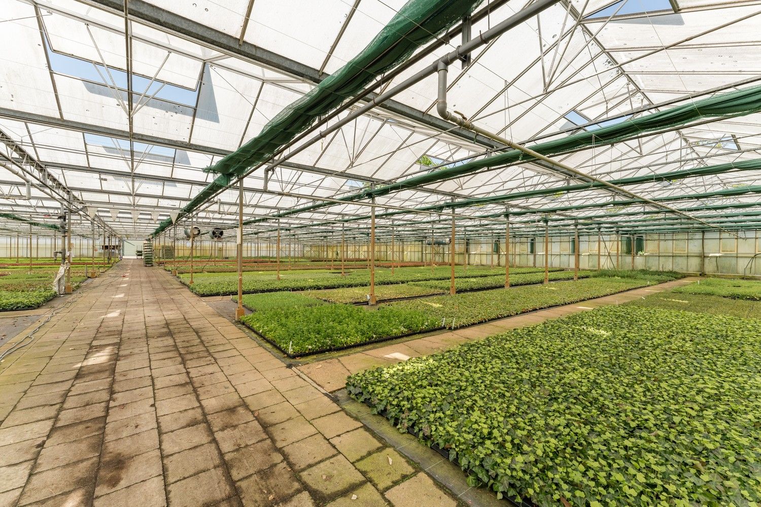 Uitgebreid Tuindersbedrijf met Woonhuis, Serres, Schermhallen en grote Bedrijfsloods op 2ha56a77! foto 13