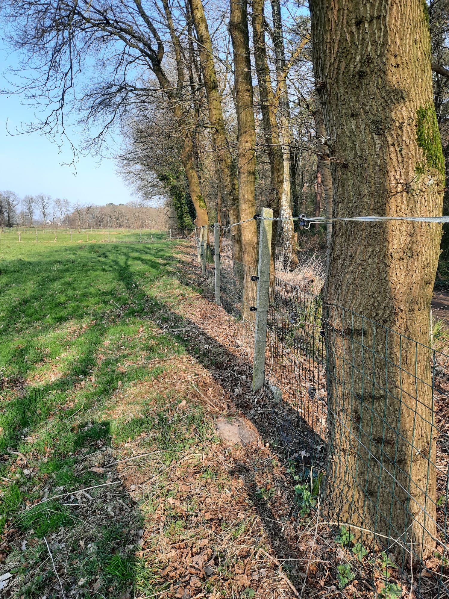 Mooie omheinde weide met schuilstallen te Helchteren  foto 8