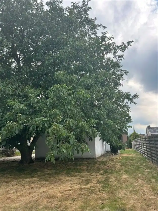 Gelijkvloers, toplocatie, prima indeling, label D, prachtige boom foto 3