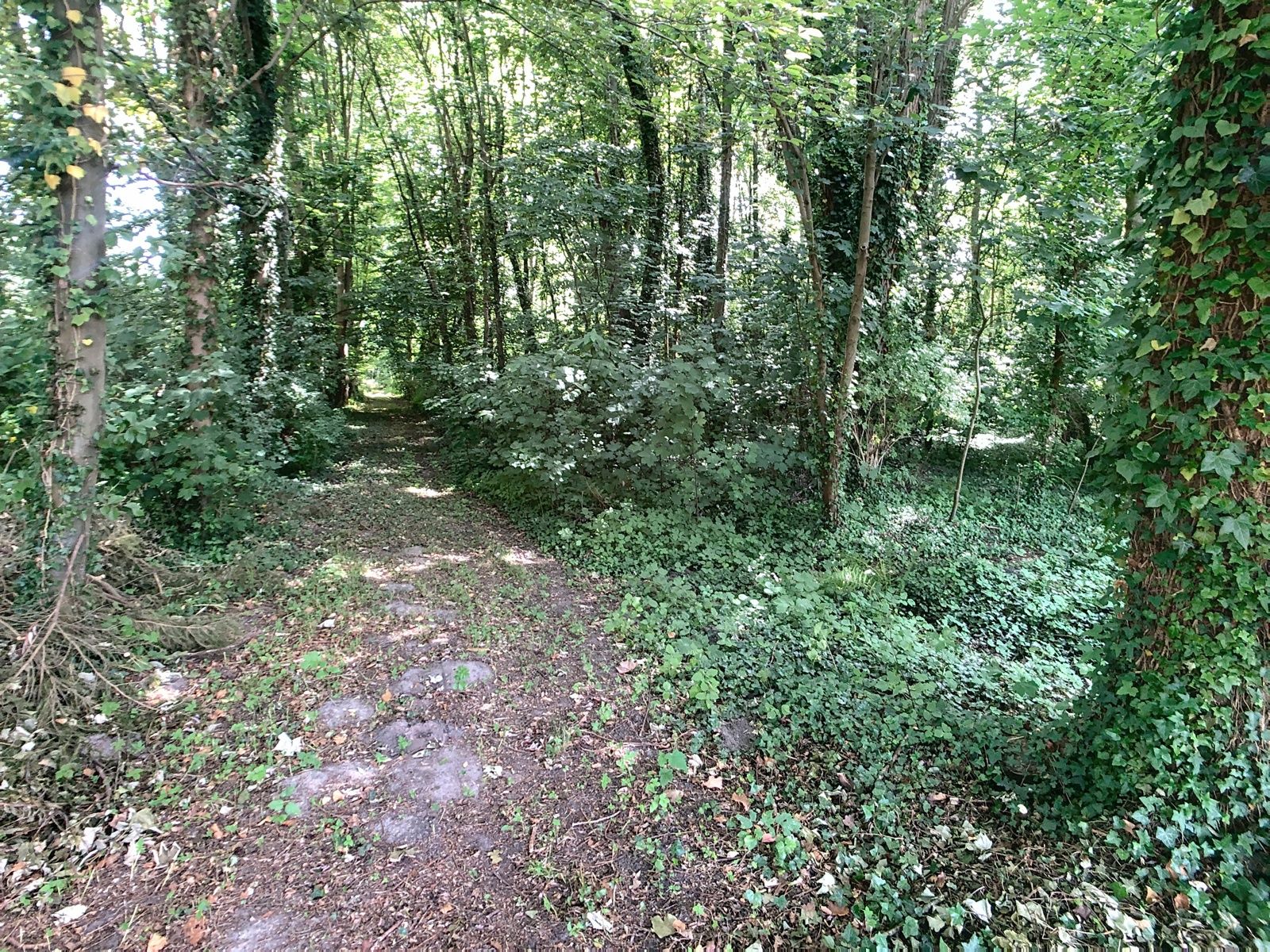 Bosgrond met vijver nabij centrum Hever. foto {{pictureIndex}}