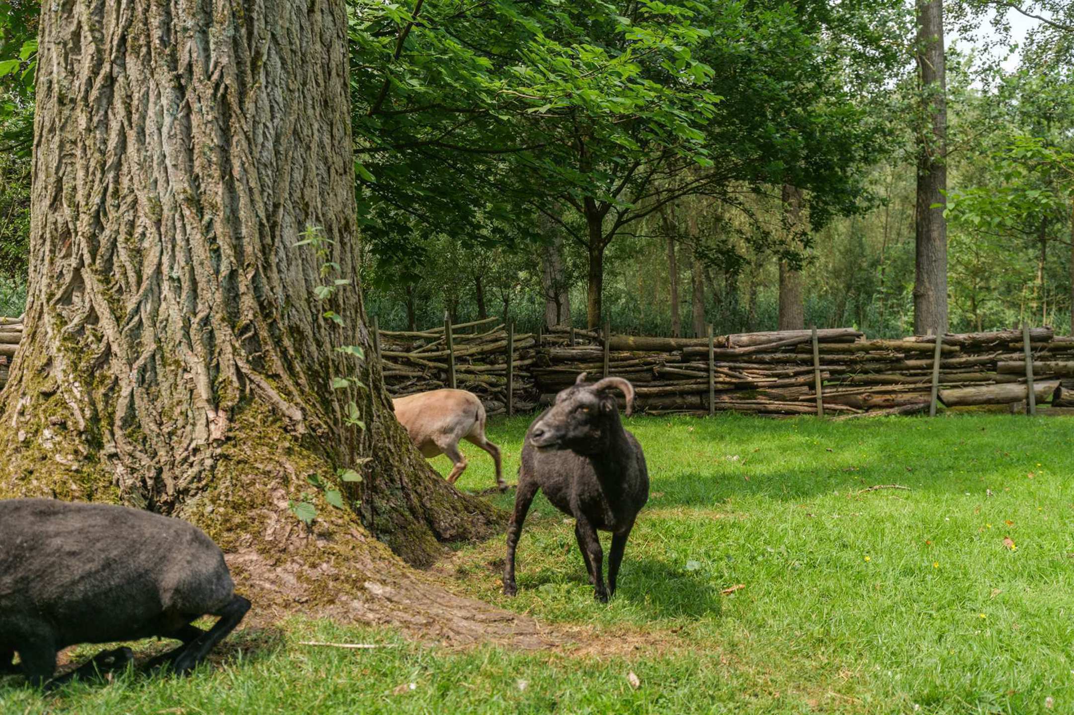 Uitzonderlijke hoeve met praktijk in oase van groen  foto 27