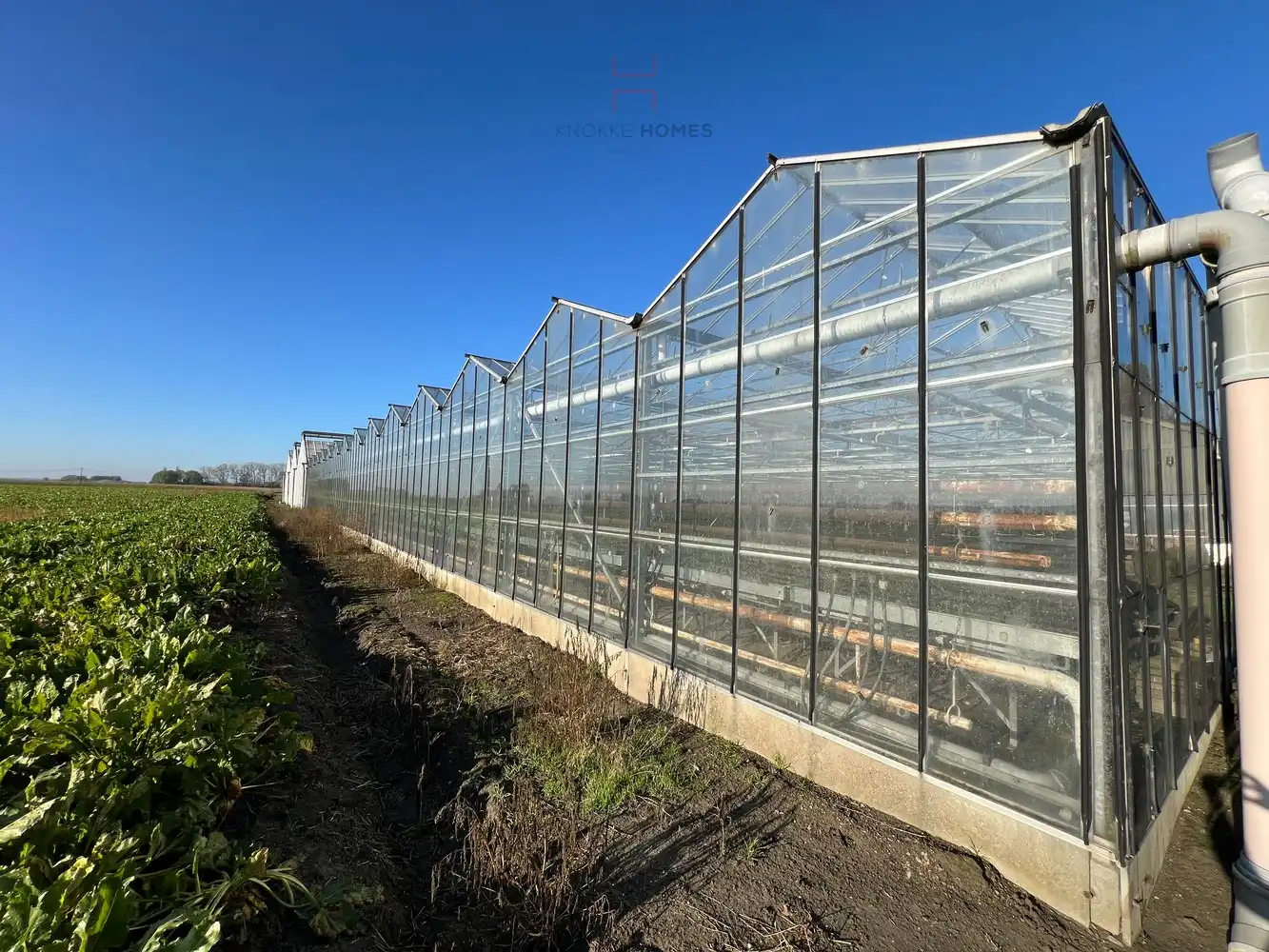 Ca.5.000 m2 serres met loods - bestemd voor agrarische doeleinden. foto 4