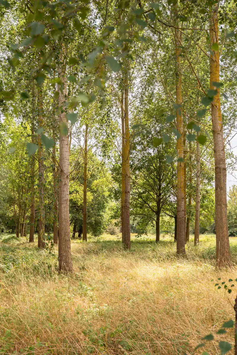 Bosgrond in een oase van groen foto 5