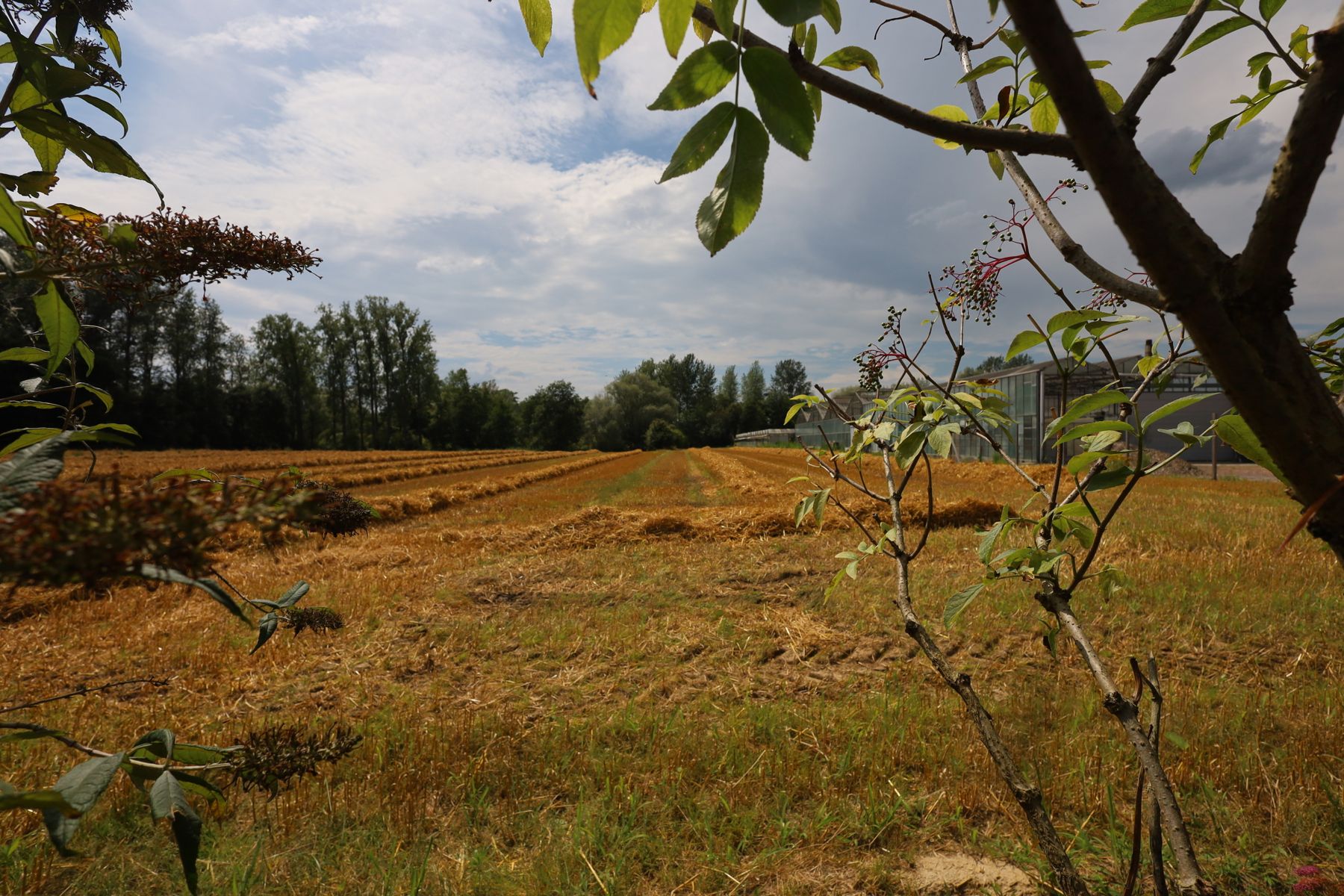 !! IN OPTIE !! Te renoveren woning met grote tuin in Zandbergen foto 12