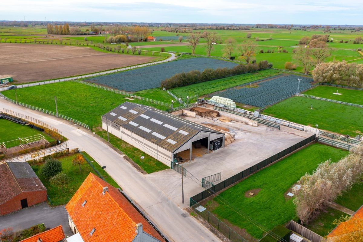 Groot vleesveebedrijf te koop te Diksmuide foto 9