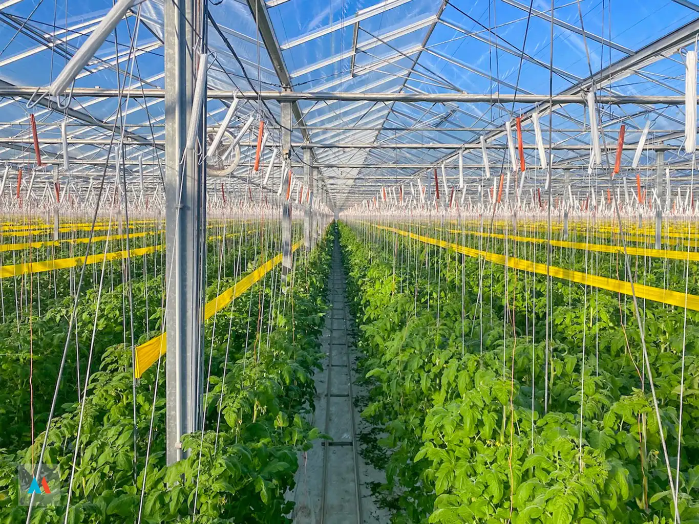 Volledig uitgerust glastuinbouwbedrijf foto 30