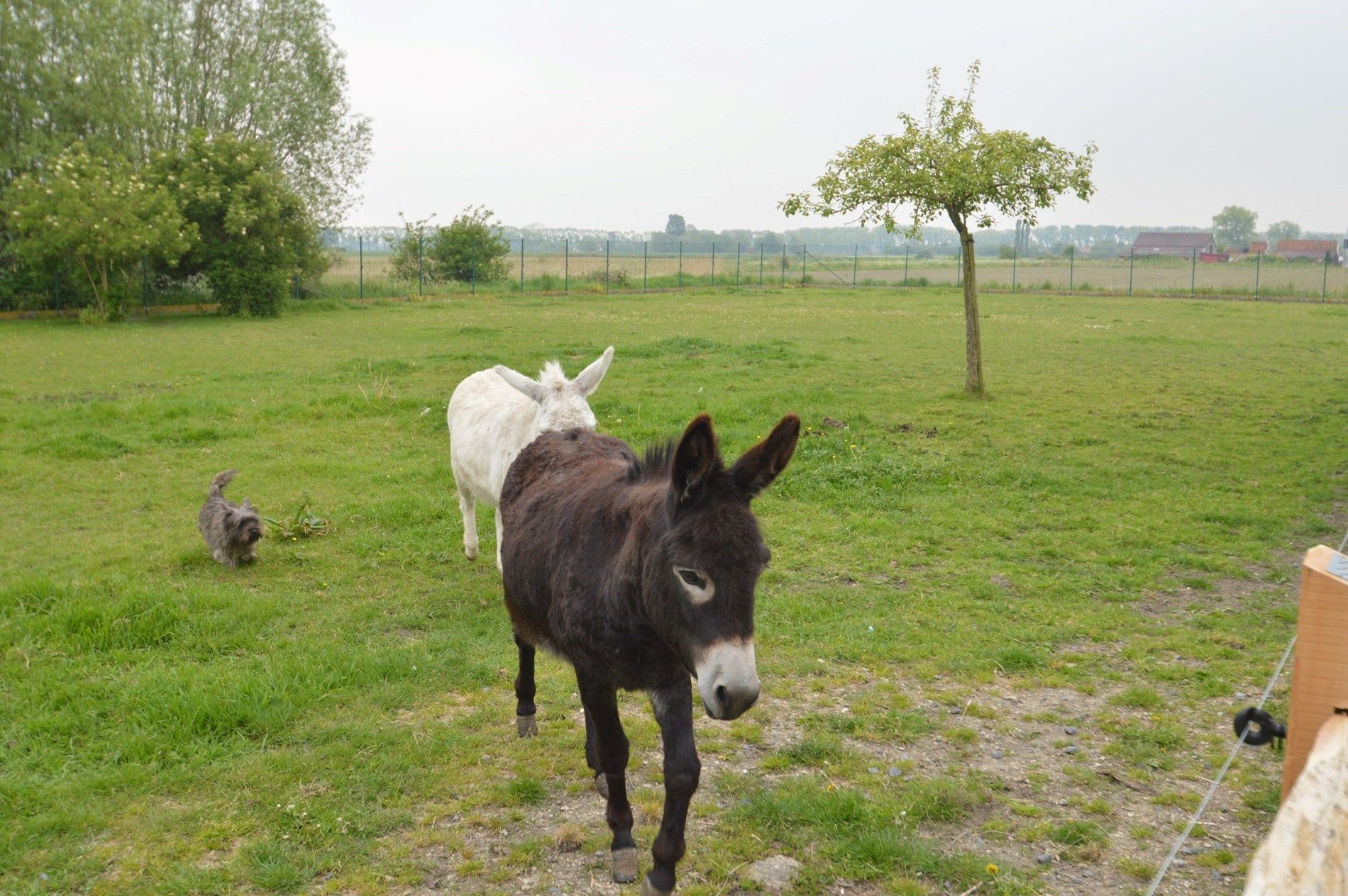 Rustig gelegen hoeve: een buitenkans voor paardenliefhebbers foto 13