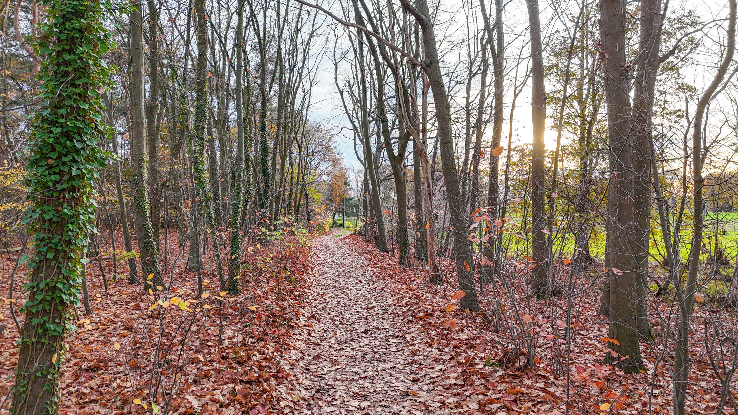 Exclusieve hoeve op 40are met bosrijke ligging te Paal! foto 5