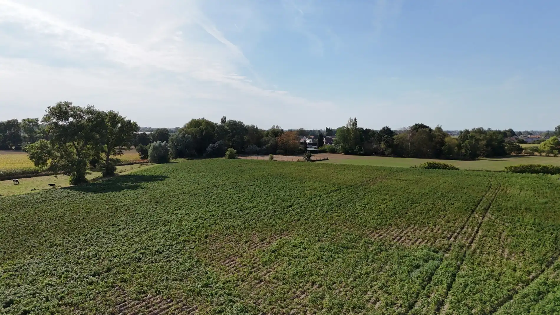 Landbouwgrond te koop van 2,88 ha te Koekelare Vrij van pacht na seizoen foto 10