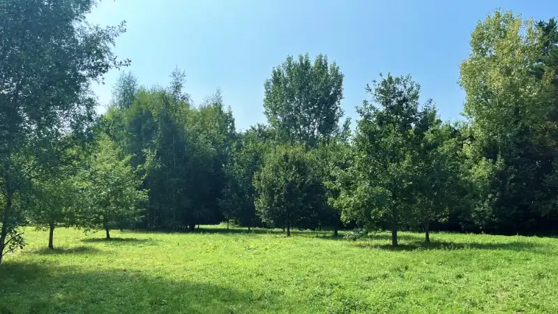 TE KOOP – Uniek stuk bouwgrond in de bossen van Lembeke – >15.000 m² foto 7