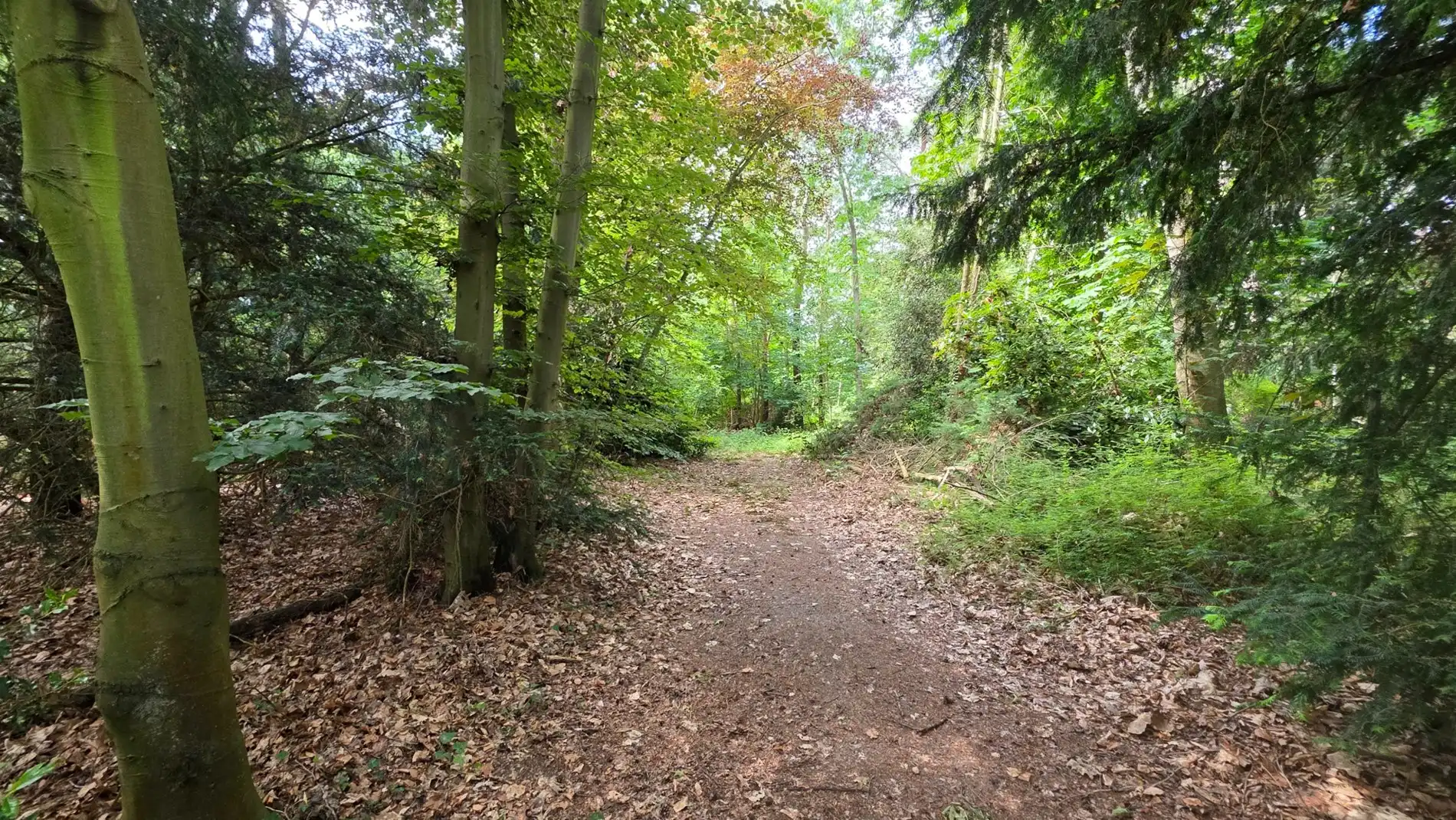 Rustig gelegen perceel bosgrond van 4.056 m² in groene omgeving te Tremelo foto 11