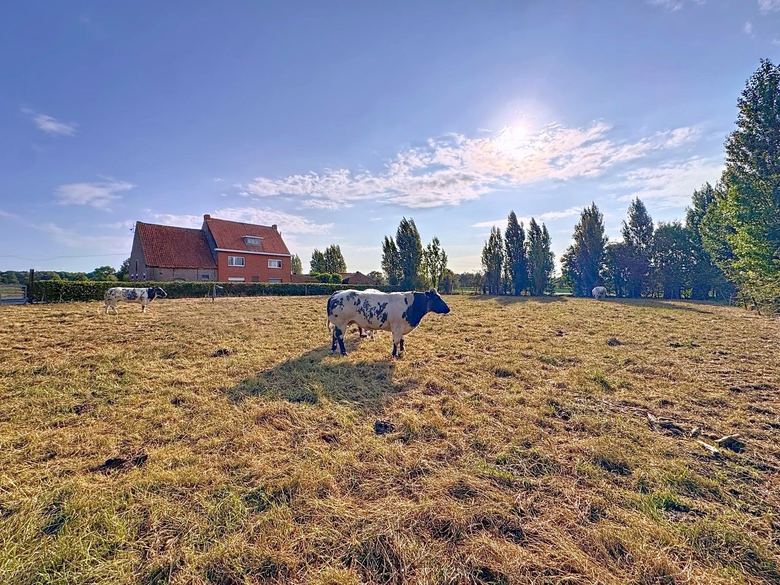 Te renoveren hoeve op crica 1 ha op GOEIE ligging! foto 2