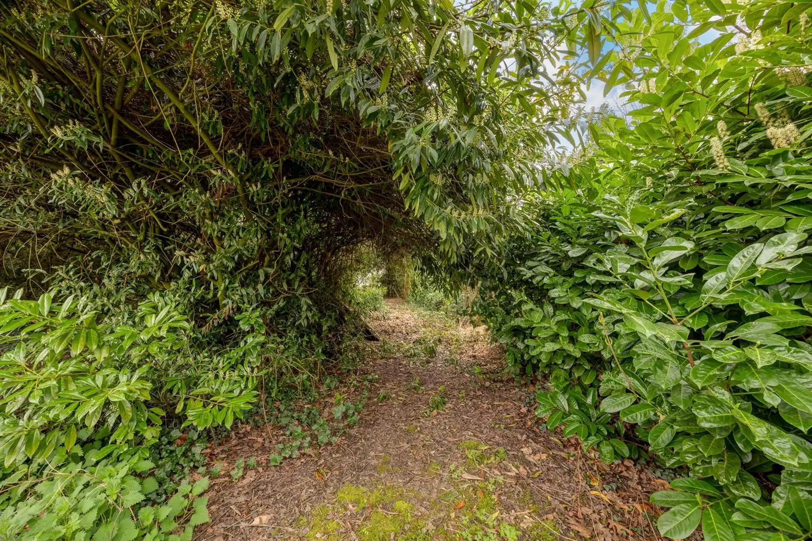 Luxewoning met tuin en privébos foto 30