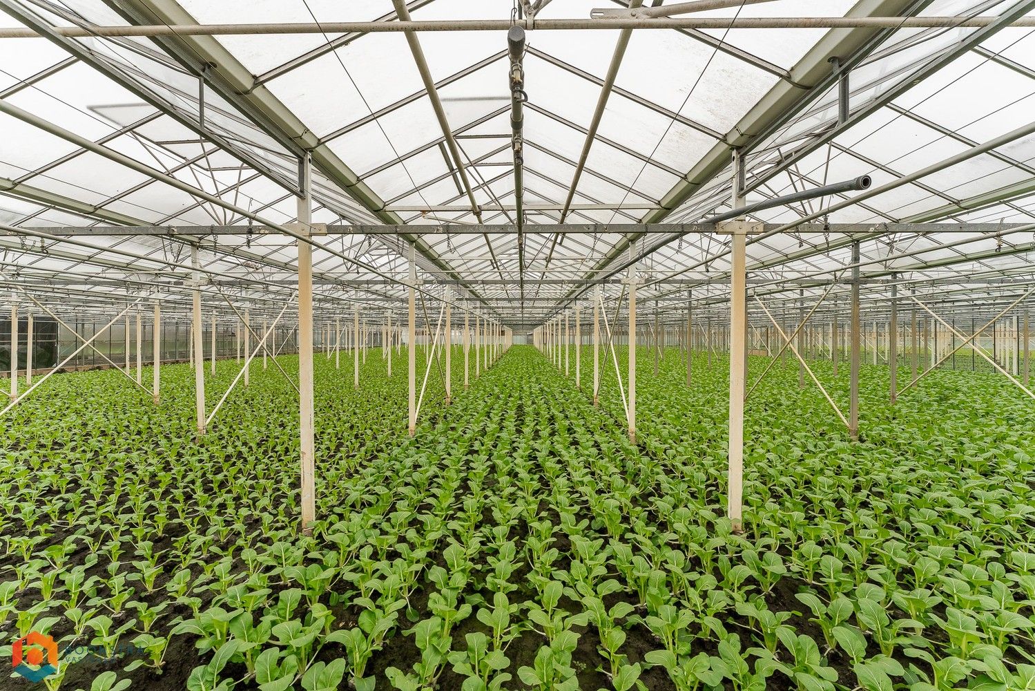 Landbouwwoning met 4 slpkrs en serre op een perceel van 13.598 m² te Sint-Katelijne-Waver foto 4