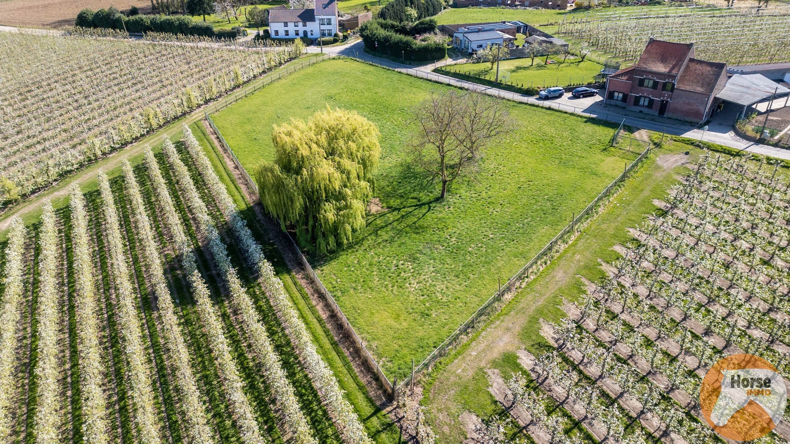 Meensel Kiezegem - Omheinde weide van 40a foto 5