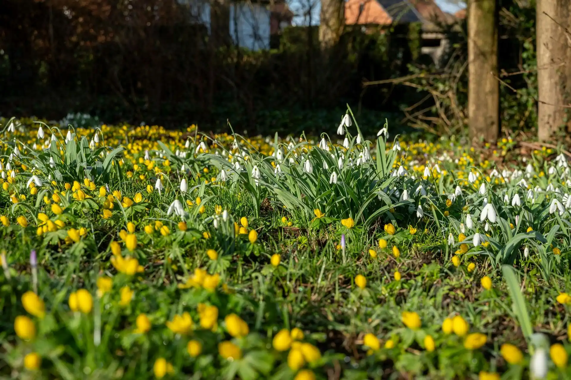 Karaktervolle architectenvilla op uitzonderlijk domein in Diepenbeek foto 4
