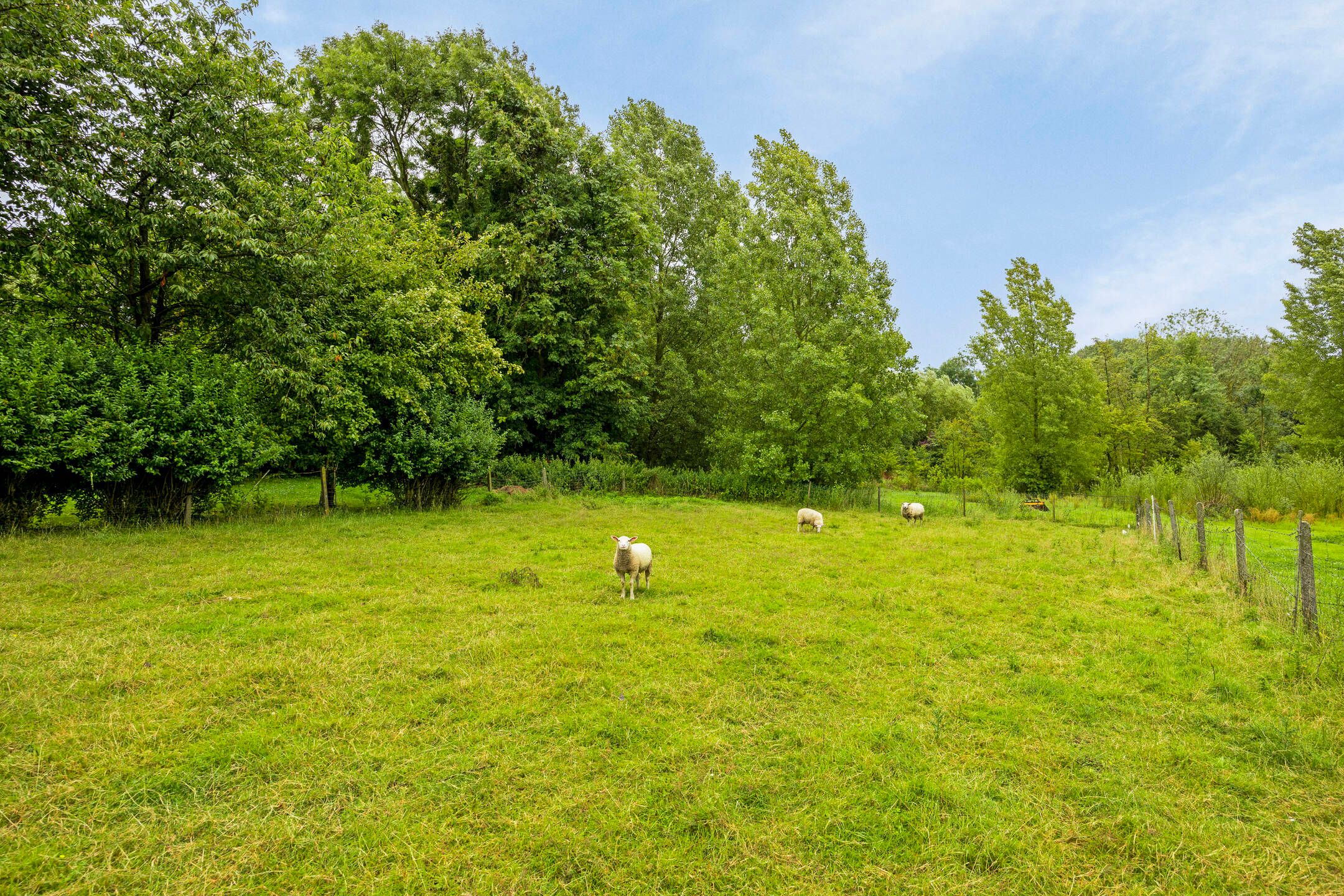 Te renoveren hoeve op ruim perceel foto 15