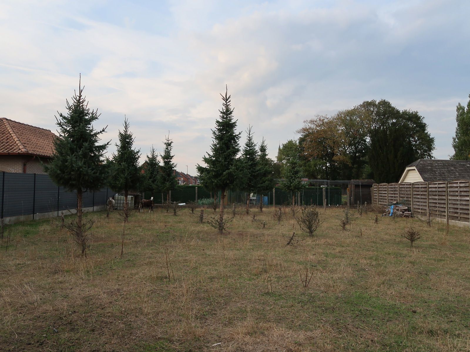 Ruim bouwperceel van 770m² l Topligging te Oevel Westerlo foto 8