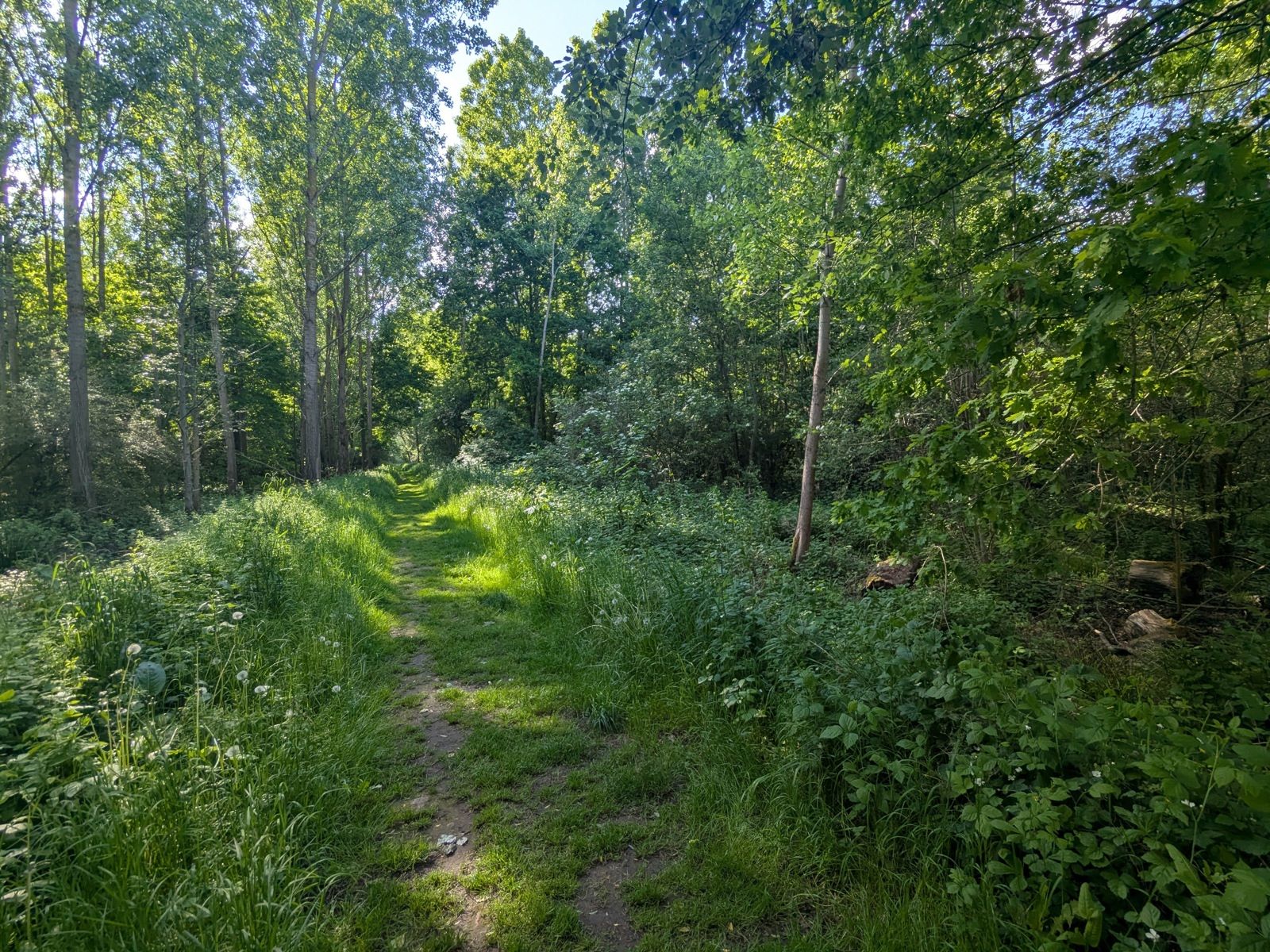 Natuurgebied met divers groenbestand aan het Haachts Broek! foto {{pictureIndex}}