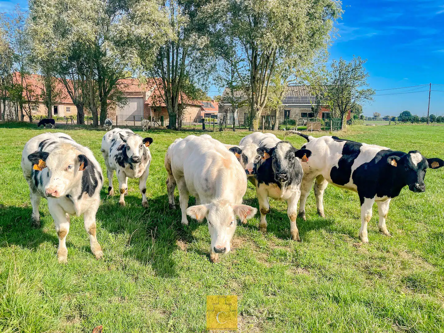 Boerderij met nieuwbouwloods (+400M2) en woning op 11.776 m² foto 26