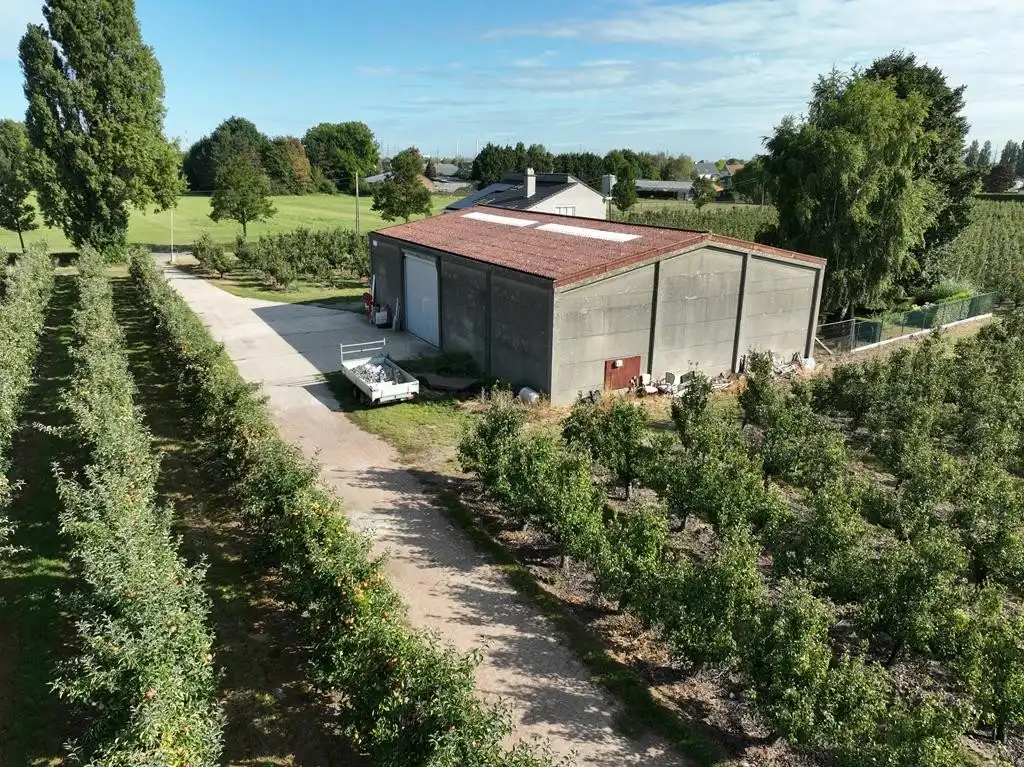 Boomgaard met loods foto 5