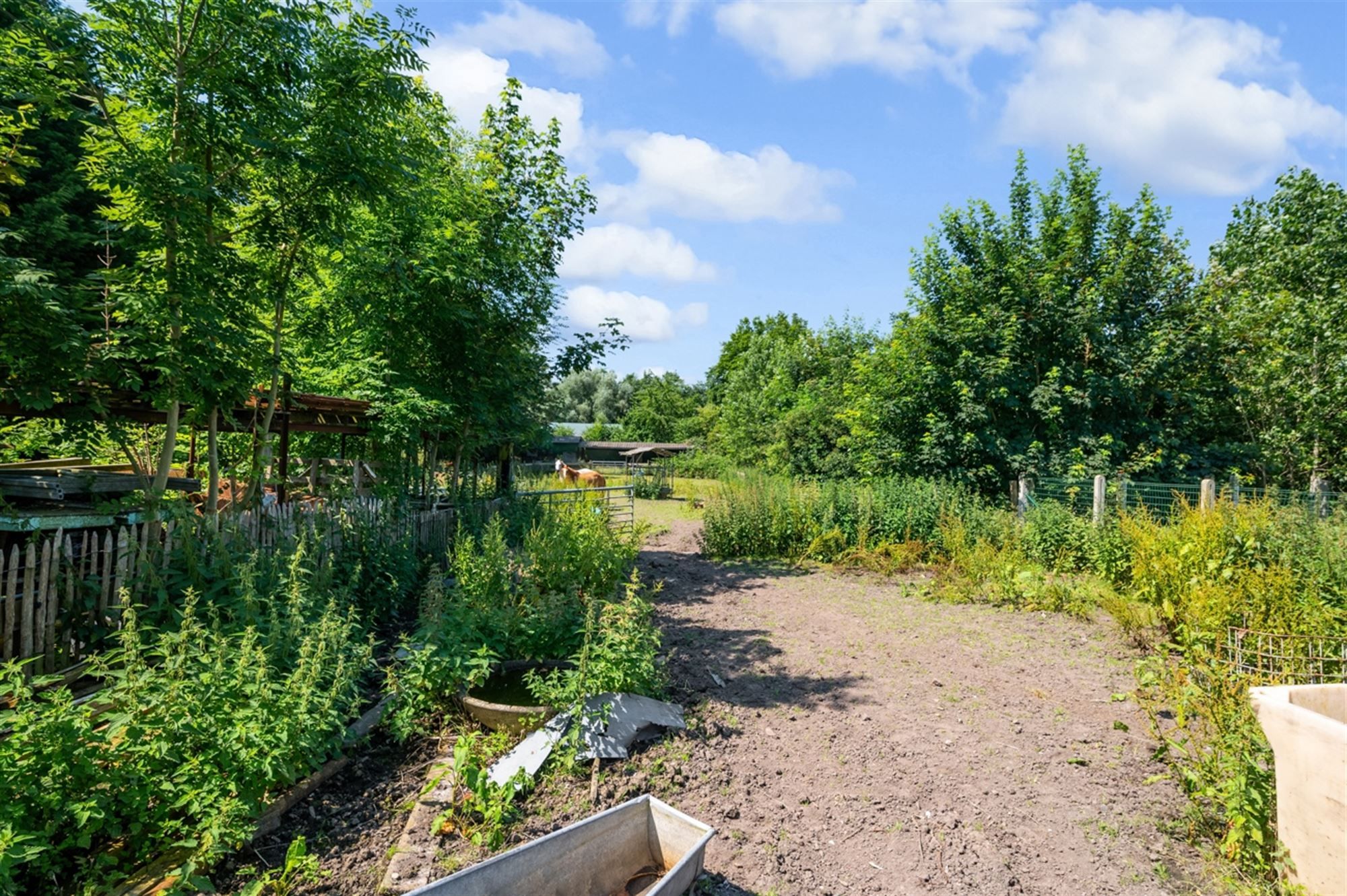 Hoeve met ruime schrijnwerkerij en accomodatie voor paarden foto 21