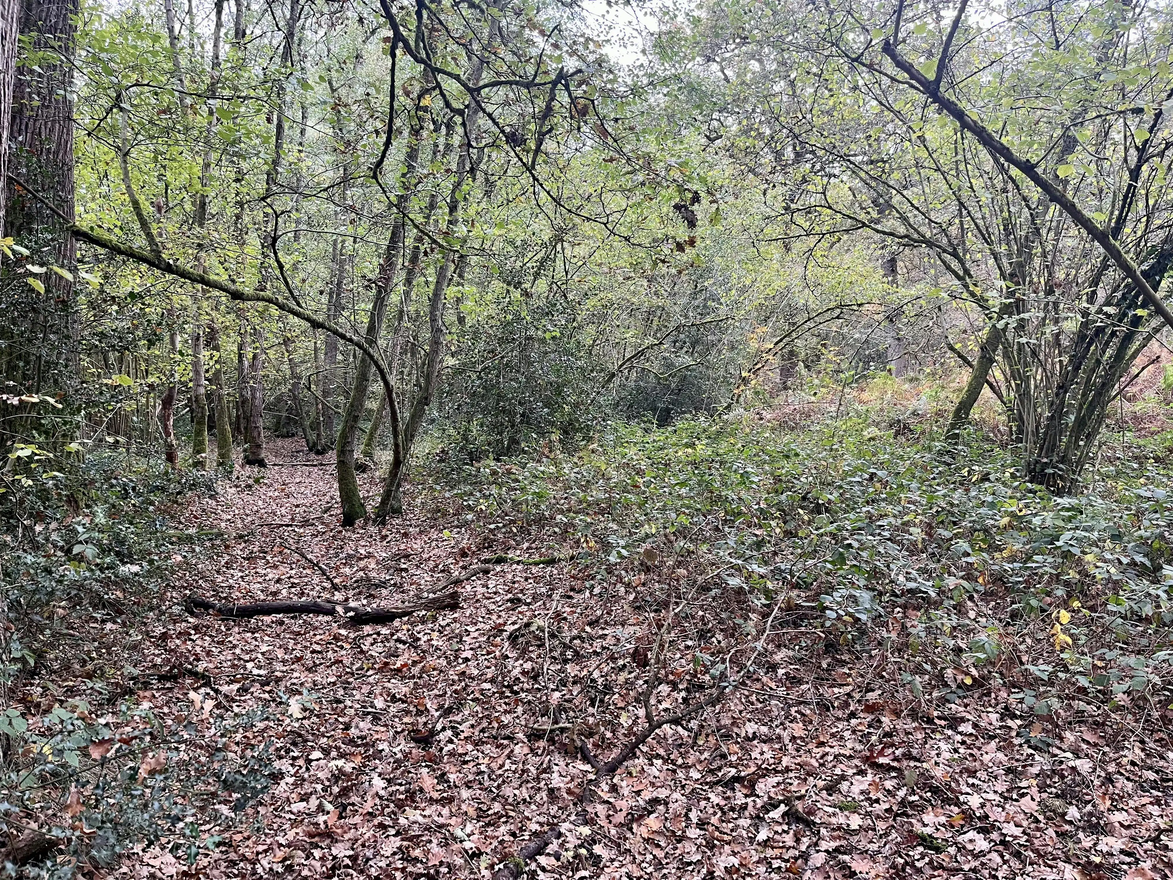 Perceel bosgrond te koop in Zoerselbos foto 8