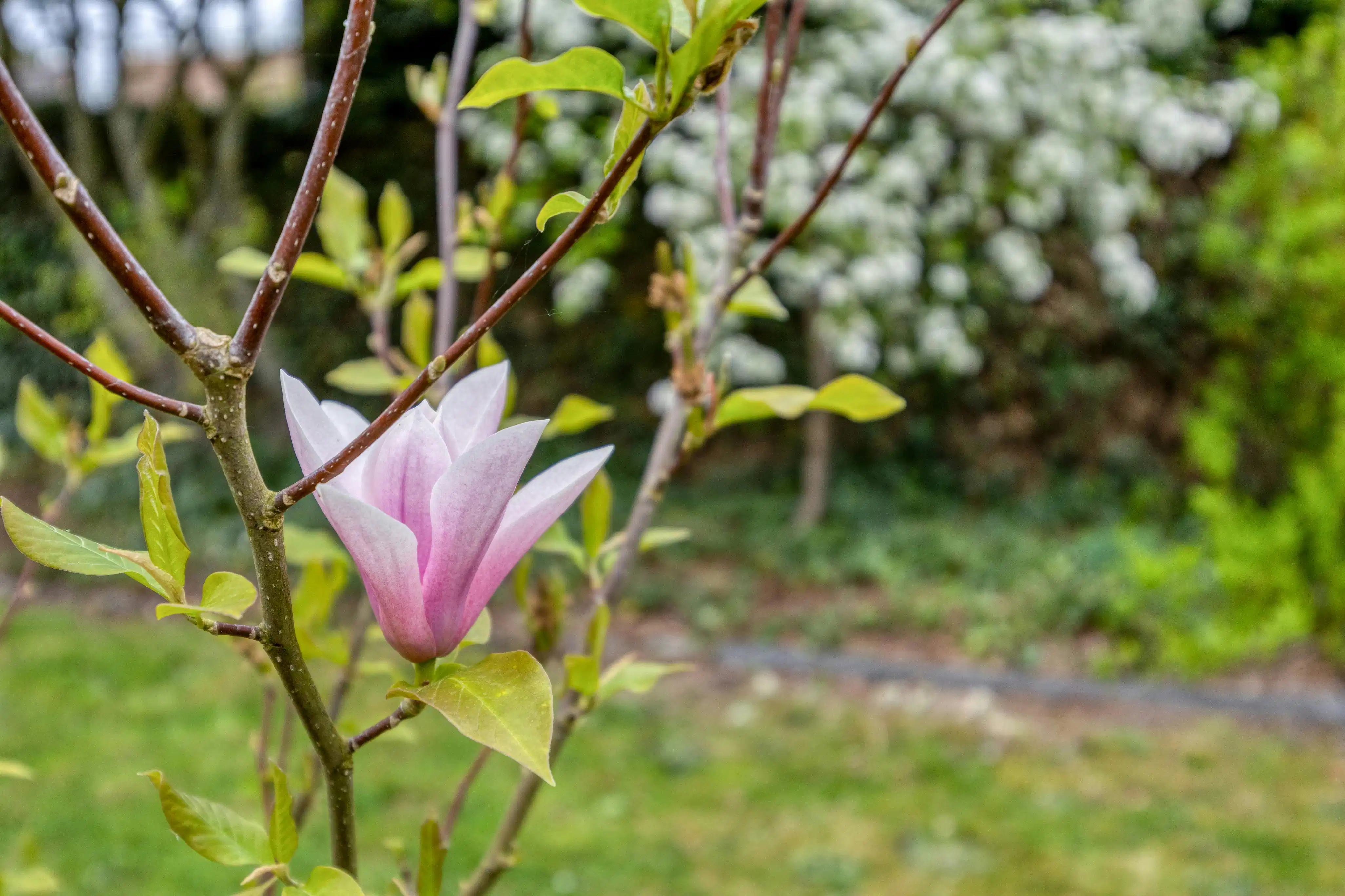 Instapklare woning met 4 slaapkamers te koop in Loenhout! foto 42