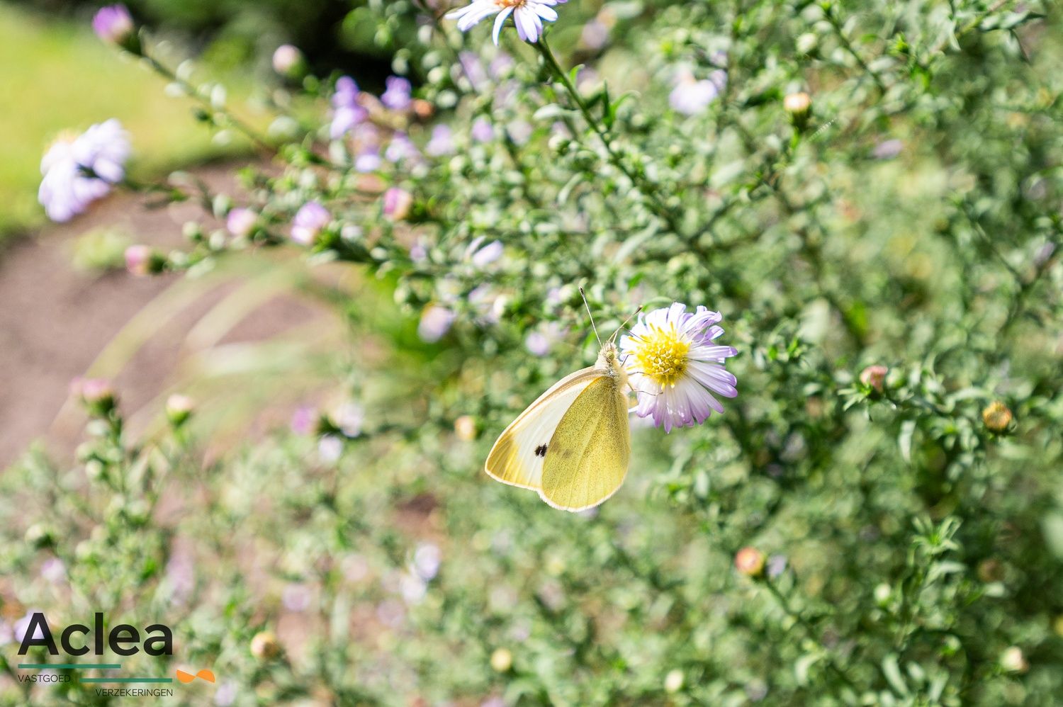 Ruime halfopen bebouwing met 5 slpks op strategische locatie in Zomergem foto 14
