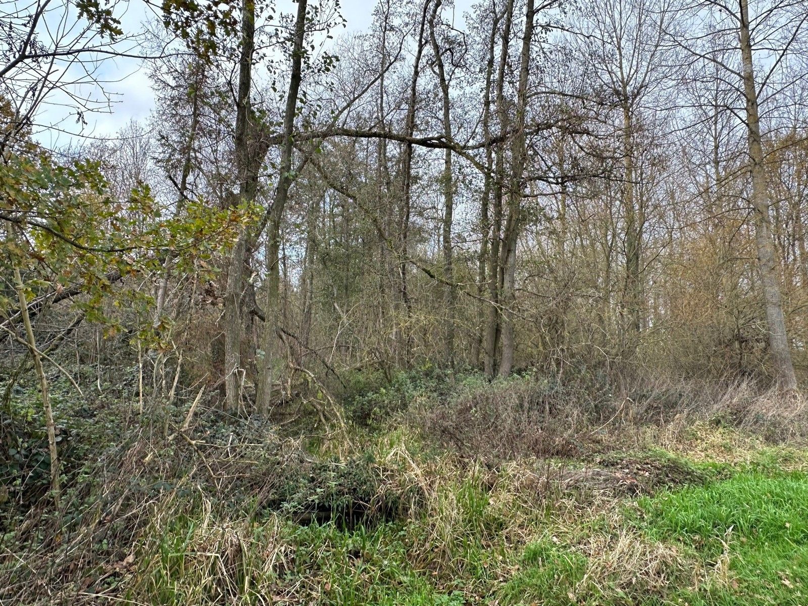 Bosgrond 10.950 m² te HAACHT foto 6