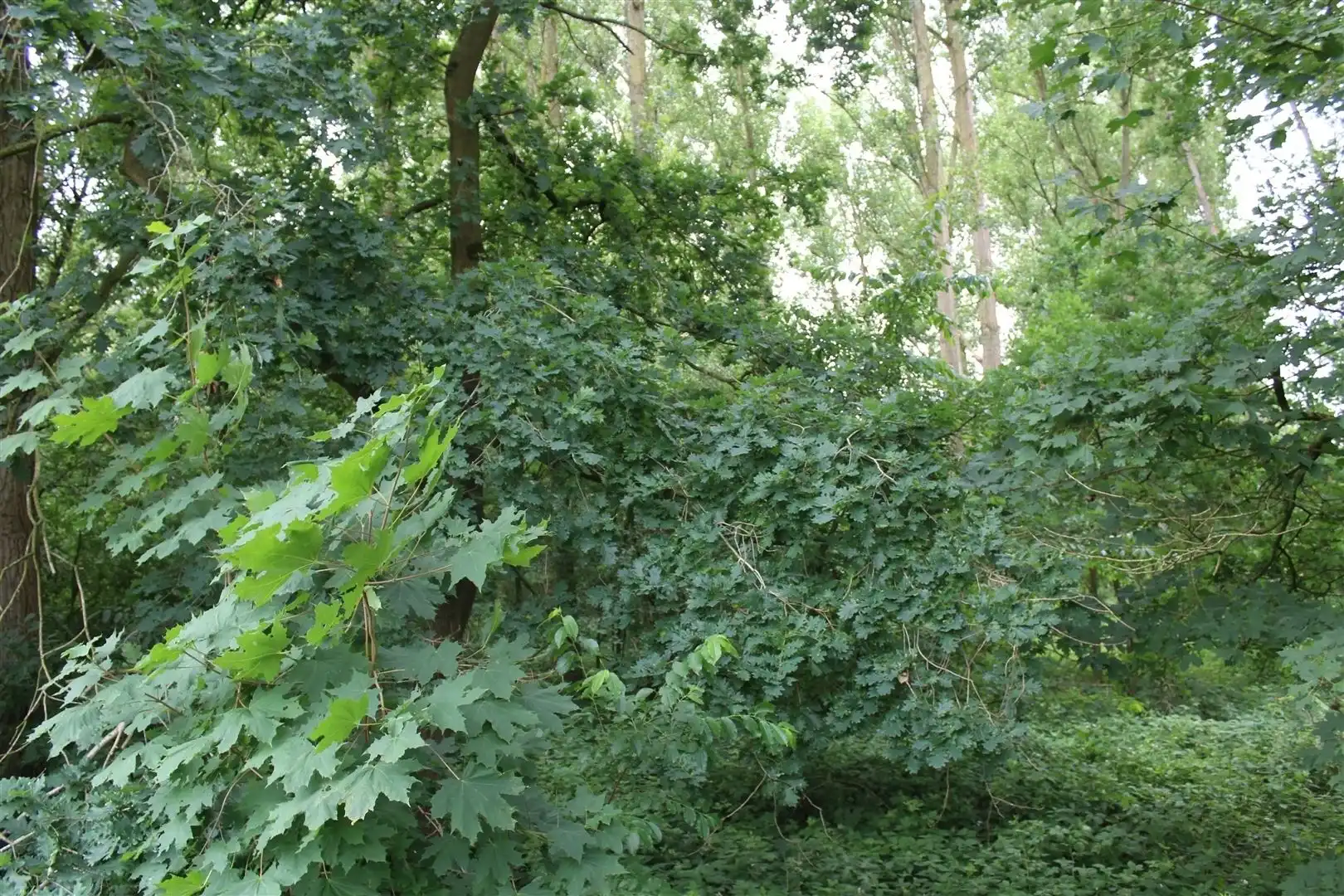 Tuingrond gelegen te Brasschaat  foto 3