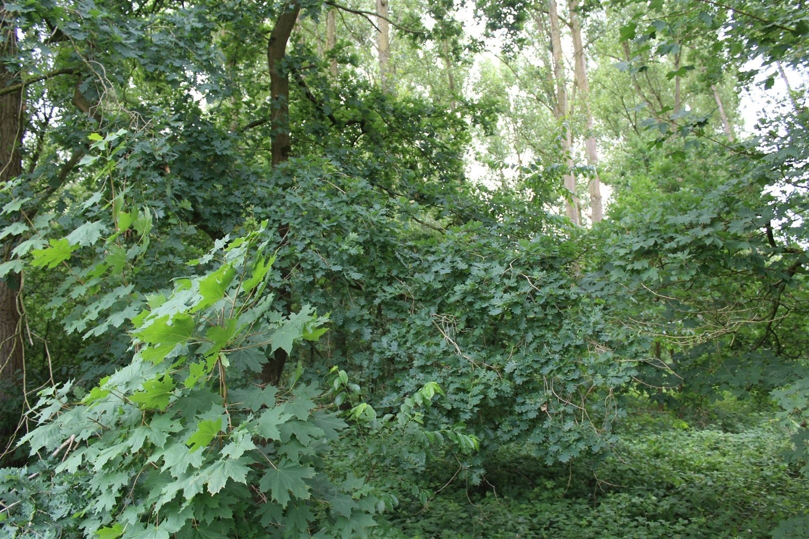 Tuingrond gelegen te Brasschaat  foto 3