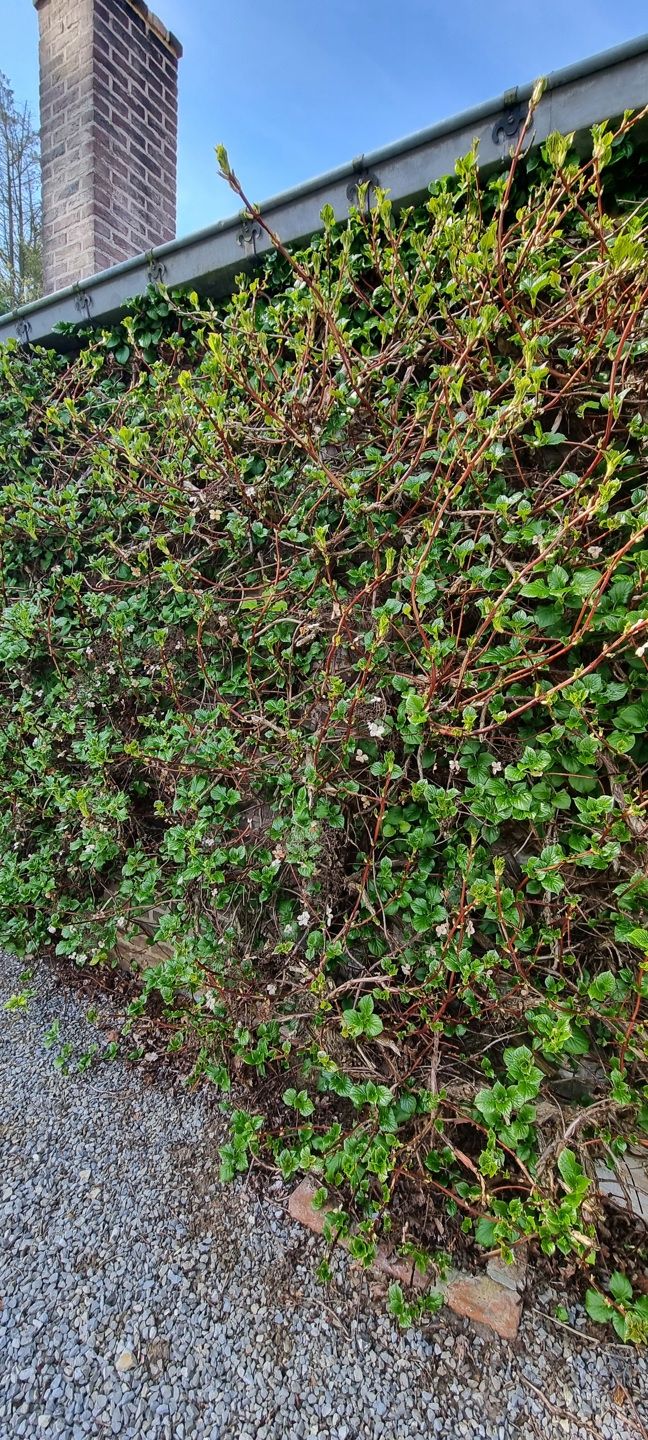 BEKKEVOORT - Landelijk gelegen woning op 65a90 foto 21