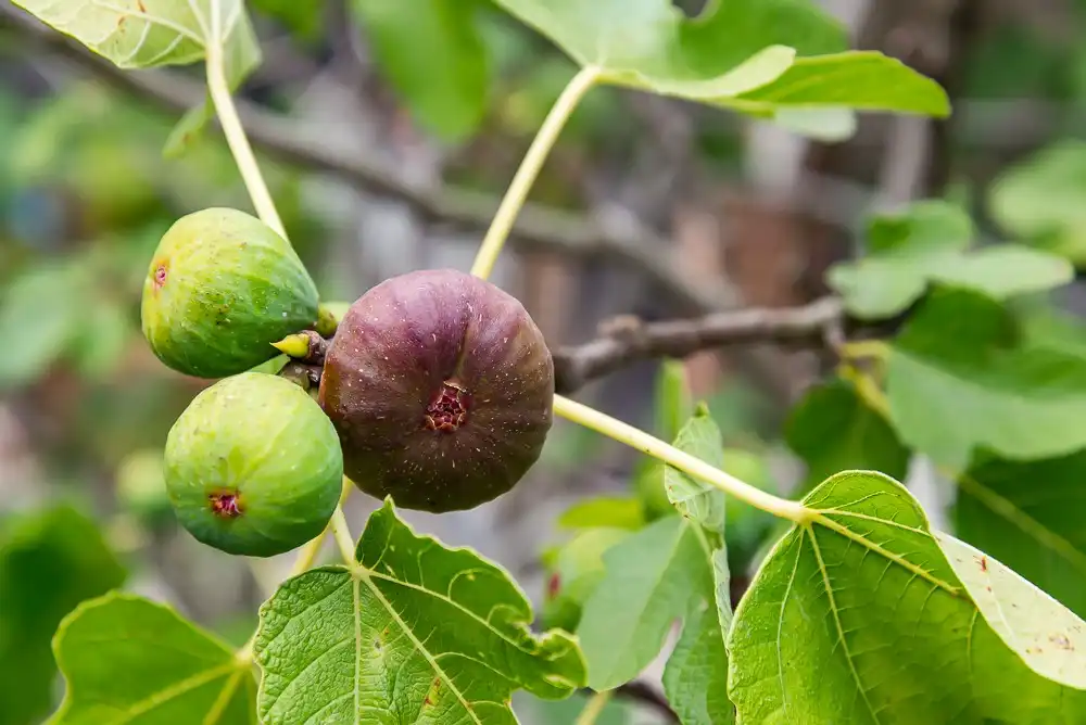 Charmante gerenoveerde woning op toplocatie in Neerharen (Lanaken) foto 41
