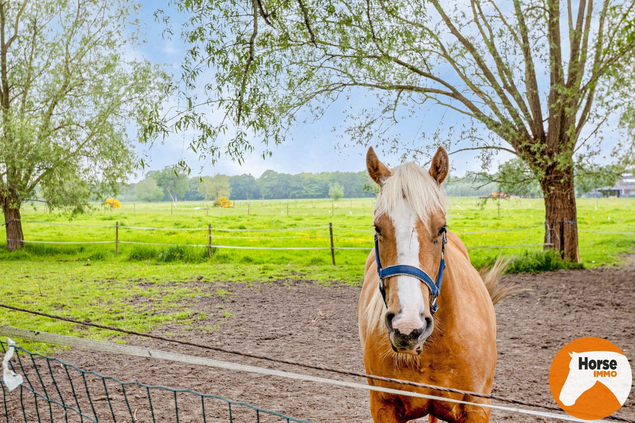 JABBEKE - Luxueuze paardenaccommodatie met woning foto 40