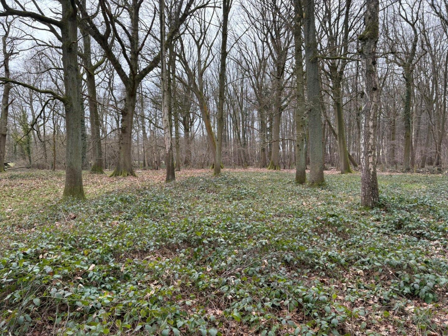 WEILAND - BOS - BOOMGAARD-HOOG foto 9