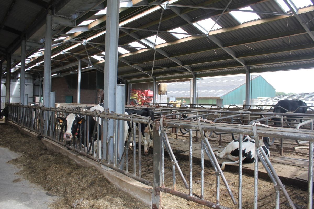 Melkveebedrijf met 38,70 ha grond te koop te Bocholt foto 6