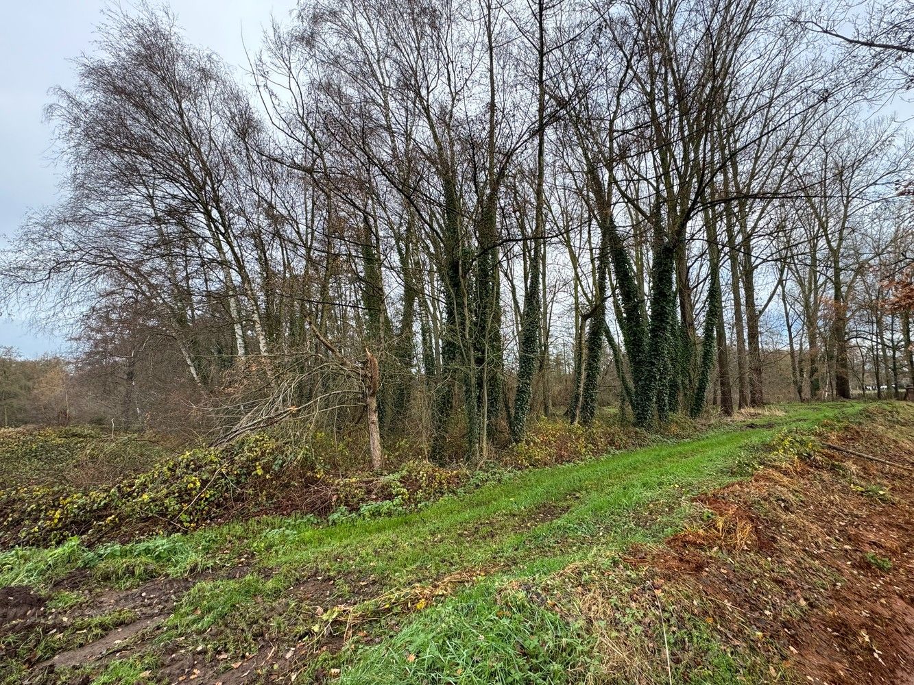 Bosgronden te Lummen foto {{pictureIndex}}