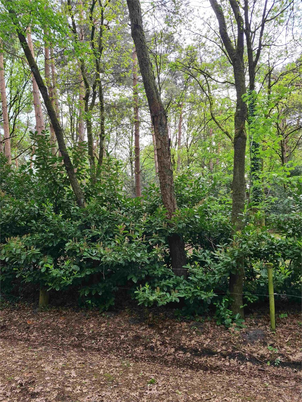 Perceel bos foto 2