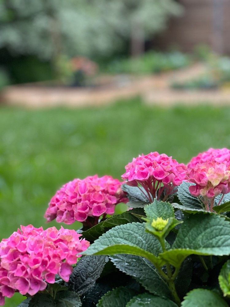 Unieke energiezuinige HOB met 3 SLPKS en grote tuin in een rustige straat in Wijnegem! foto 26