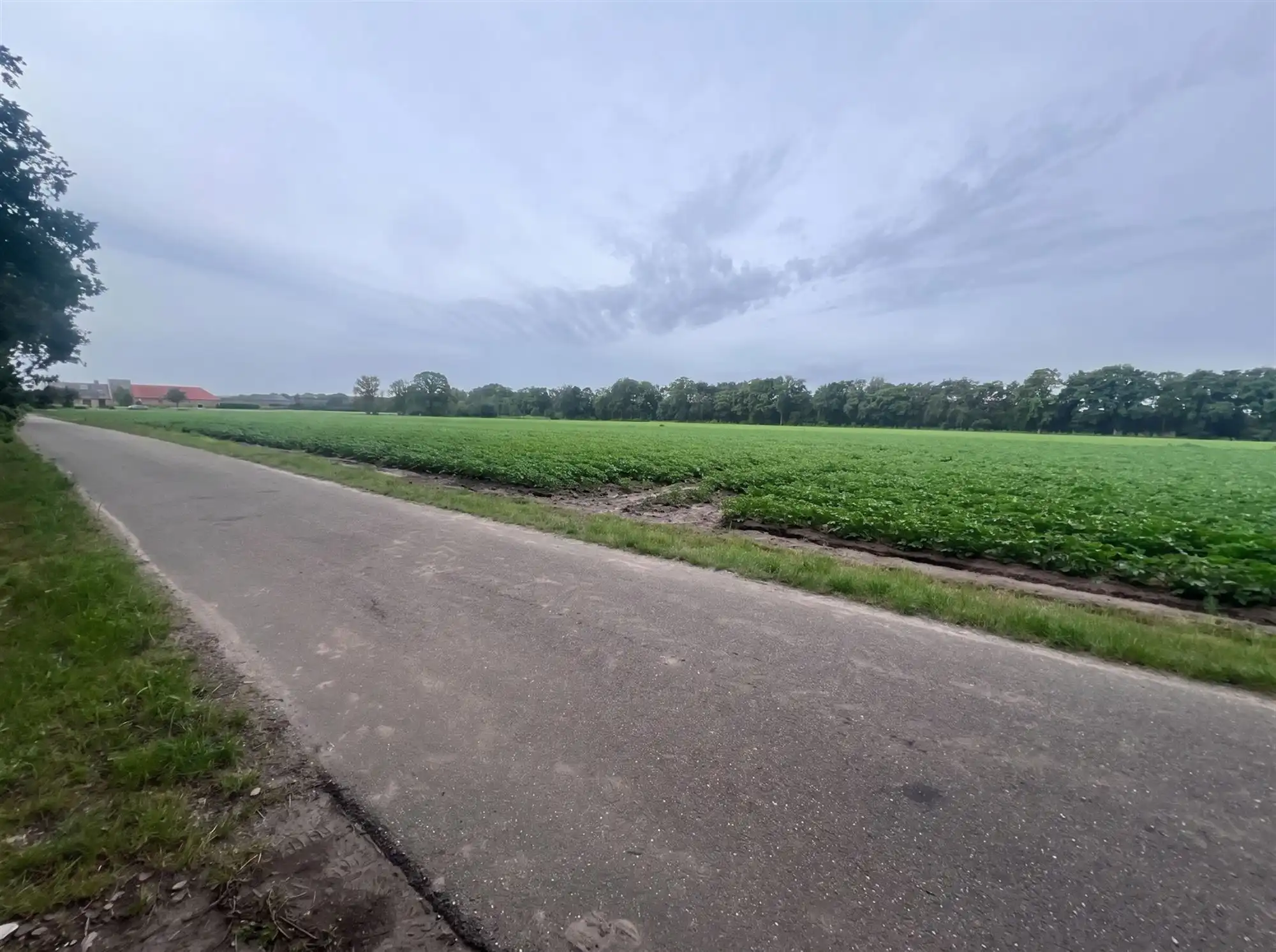 Bosperceel van 6.340 m² op rustige ligging te Oud-Turnhout foto 7