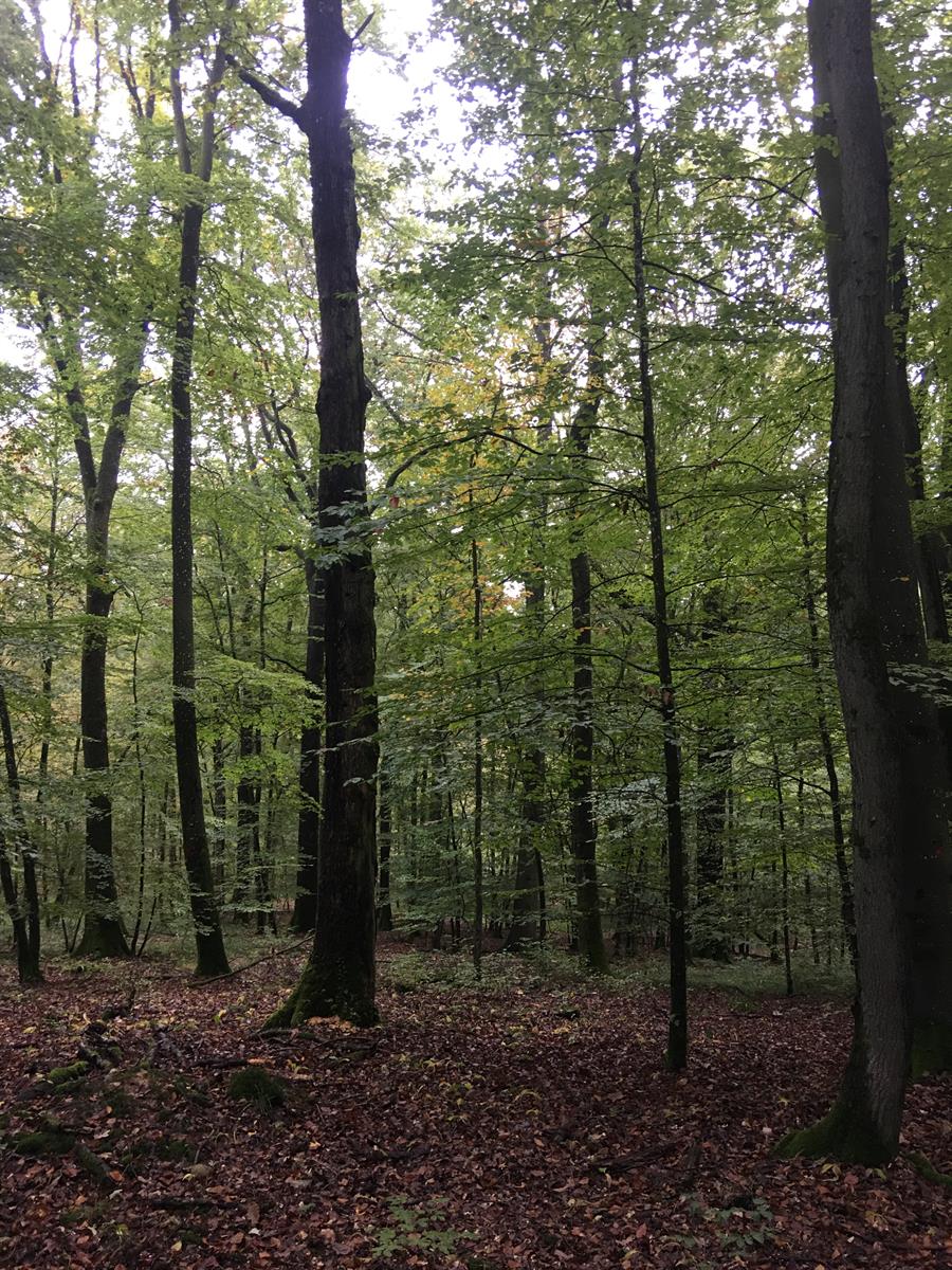 Bosgebied foto 2